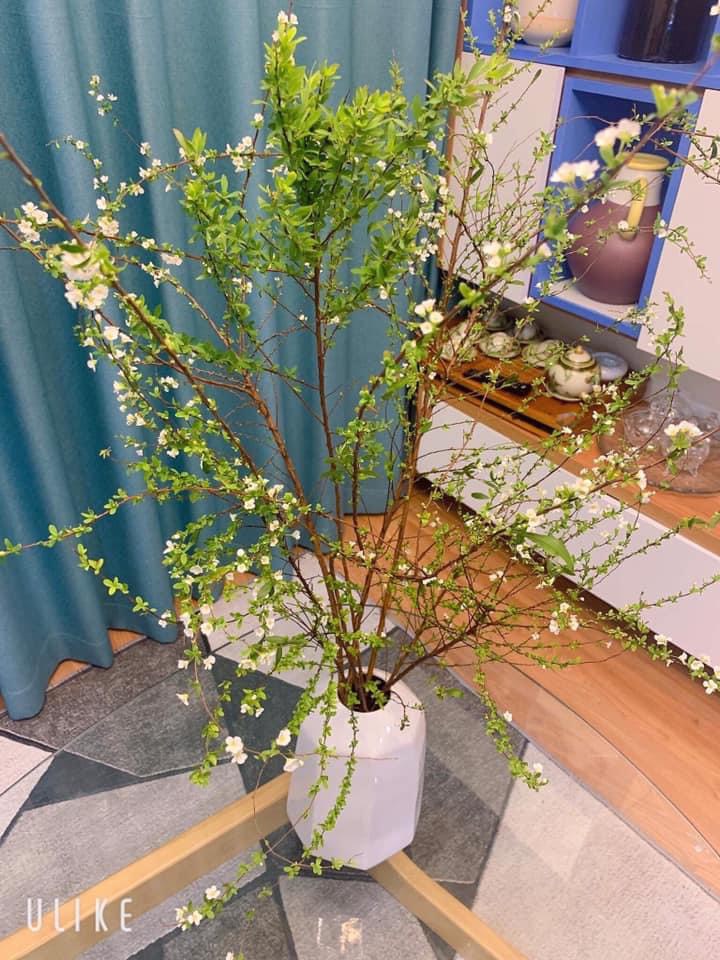 Niềm đam mê hoa của cô nàng thủ quỹ Thái Minh Niềm đam mê hoa của cô nàng thủ quỹ Thái Minh